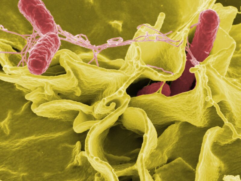 V&nbsp;souvislosti s&nbsp;epidemií salmonelózy v&nbsp;Praze evidují hygienici 475 nakažených